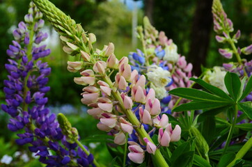 Violet and pink lupines flowering in the garden