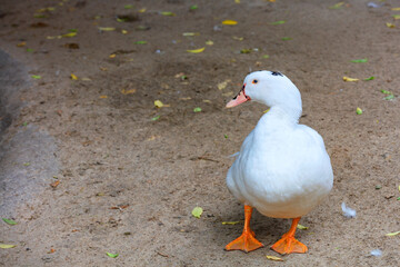 White duck elegantly posing in profile on a sandy background.