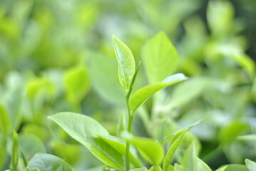 Green tea buds and fresh leaves. Tea plantations in Sidamanik. Pemantang Siantar. Indonesia