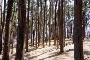 Qenqo Eucalyptus Forest. Cusco, Peru