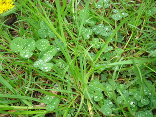 dew on the green grass