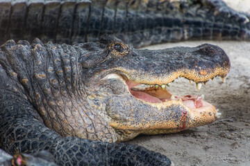 Obraz premium Close up American alligator head with open jaw. Florida, Everglades National Park, USA