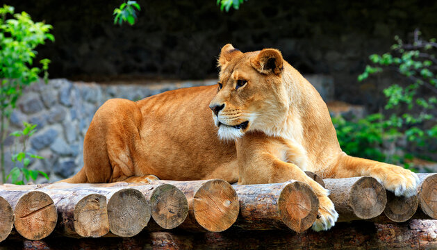 The majestic lioness is resting on a platform of wooden logs. - Powered by Adobe