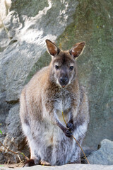 Red-necked Wallaby, australian kangaroo