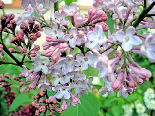 Lilac lilac flowers