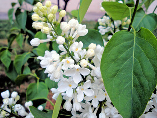 Lilac white flowers