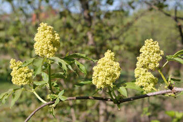 Branch of red elderberry (Sambucus racemosa) with flowers