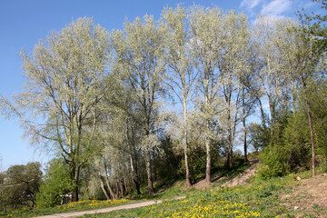 Spring landscape with tall trees. General view of a group of white poplars (Populus alba). May, Belarus