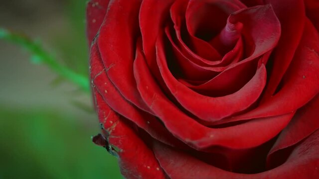 Close up of red rose flower, rotating in a seamless loop