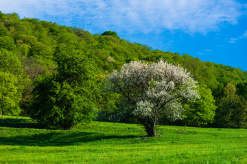 Fototapeta na wymiar Beautiful rural landscape with blossomed trees, Armenia
