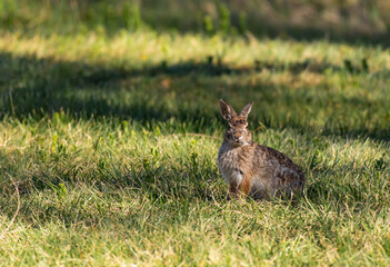 A Cute Cottontail Rabbit in a Grassy Meadow

