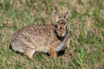 Naklejka na ściany i meble A Cute Cottontail Rabbit in a Grassy Meadow 