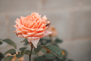cockroach sitting on rose