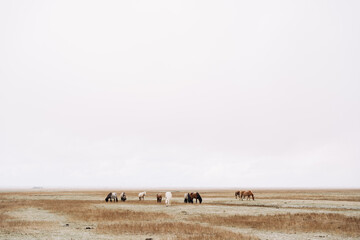 Fototapeta na wymiar A herd of horses is walking across the field and eating grass, it is snowing, poor visibility due to falling snow. The Icelandic horse is a breed of horse grown in Iceland.