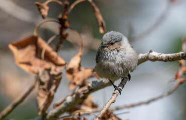 An Adorable Bushtit Perched on a Branch on a Summer Morning 