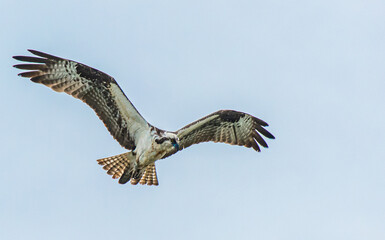 An Osprey in Flight 