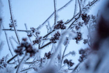 frozen rowanberry tree