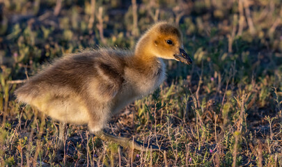 An Adorable Canada Goose Gosling on a Summer Morning