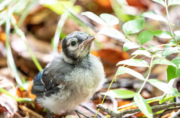Baby blue jay bird looking for his mother.  © Lee