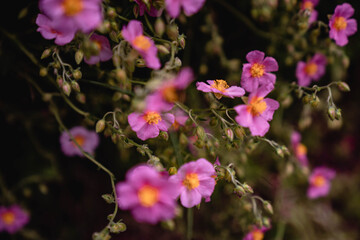 Wiesenblume