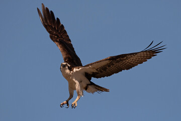 Fototapeta premium Osprey Male Lifts Off in Flight