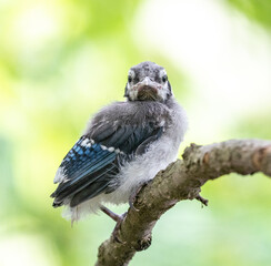Close-up of baby blue jay perched on tree branch looking at camera