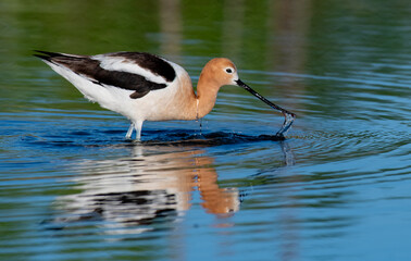 An American Avocet Foraging for Food at a Calm Pond