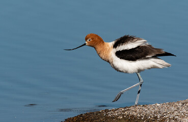 An American Avocet Foraging for Food at a Calm Pond