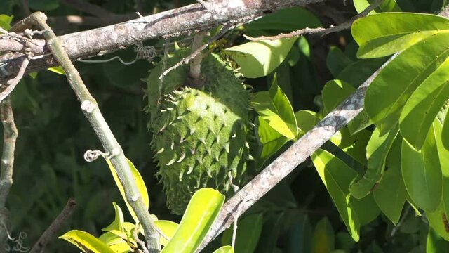 Soursop or Guanabana Fruit on the tree. Exotic fruit. 