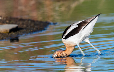 An American Avocet Foraging for Food at a Calm Pond