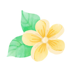 Watercolor flowers with leaves, hand drawn colorful tropical hibiscus, isolated on white background. High quality illustration