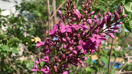 purple flowers in the garden