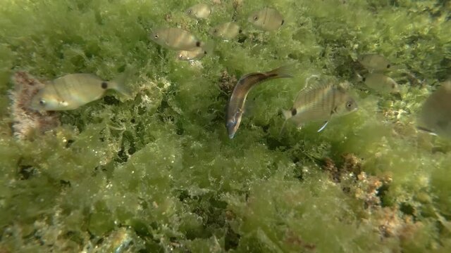 School of Ornate Wrasse or Peacock wrasse (Thalassoma pavo) and Sargo or White Seabream (Diplodus sargus) swims on rock reef covered with green algae Sea Lettuce (Ulva lactuca). Mediterranean Sea