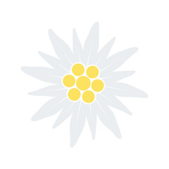 Fototapeta na wymiar Edelweiss flower icon. Vector illustration isolated on white