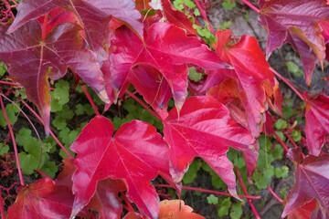 Closeup red autumn leaves decorating the exterior wall of a house