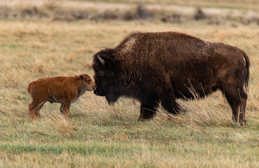 A Bison Mother and Newborn Calf on the Plains of Colorado © Kerry Hargrove