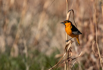 A Beautiful Bullock's Oriole Perched on Grass on the Colorado Plains