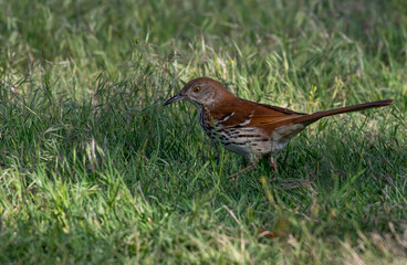 A Brown Thrasher Foraging for Food on the Ground