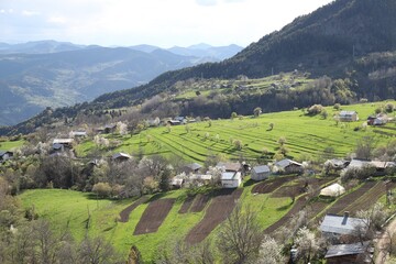 Fototapeta na wymiar Village houses on hills with green meadows in summer day.artvin/turkey