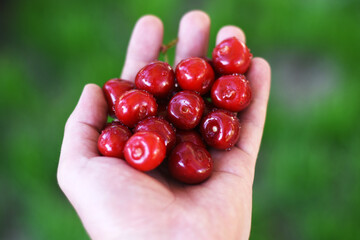 ripe juicy cherries in the palm of a person.