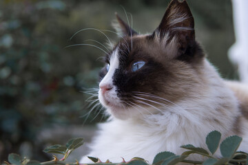 Ragdoll cat portrait, background, blur, bokeh
