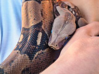 Boa constrictor at closeup held by male person around neck on shoulder