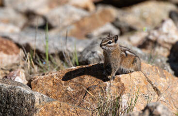 An Adorable Least Chipmunk Foraging for Food