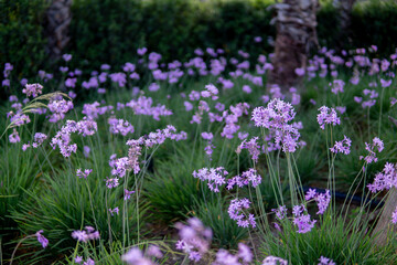purple flowers in the garden