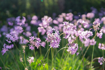 purple flowers in the field