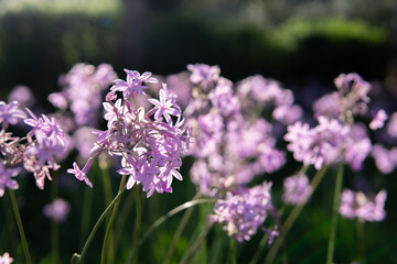 purple flowers in the garden