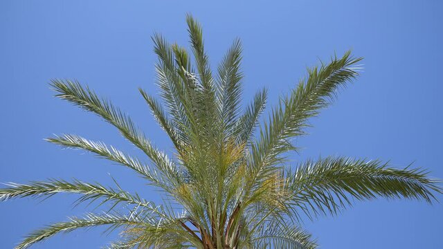 One palm tree blowing in the wind with blue sky background. Low angle view