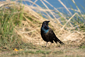 A Common Grackle and Nictitating Membrane Showing its Beautiful Iridescent Feathers