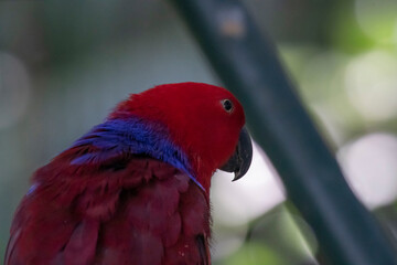 red head parrot