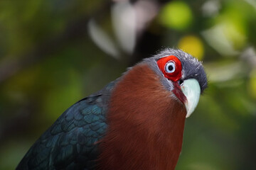 red eyed bird profiles